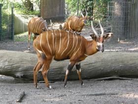 Смотреть фото Бонго Фото Бонго