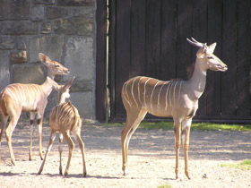Смотреть фото Малый куду Фото Малый куду