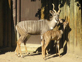 Смотреть фото Малый куду Фото Малый куду