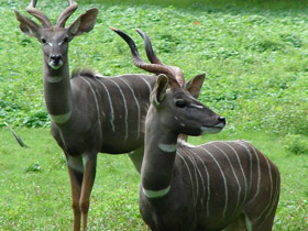 Смотреть фото Малый куду Фото Малый куду