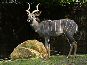 Смотреть фото Малый куду Фото Малый куду