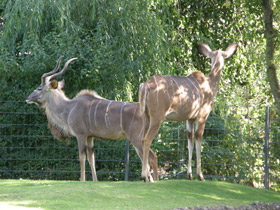 Смотреть фото Большой куду Фото Большой куду