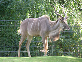 Смотреть фото Большой куду Фото Большой куду