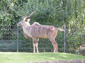 Смотреть фото Большой куду Фото Большой куду