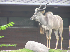 Смотреть фото Большой куду Фото Большой куду