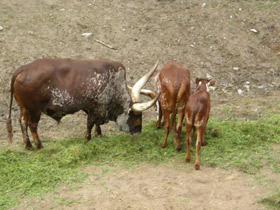 Смотреть фото Бык ватусси Фото Бык ватусси