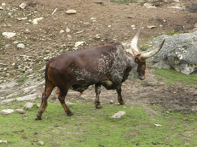 Смотреть фото Бык ватусси Фото Бык ватусси