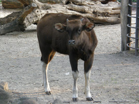 Смотреть фото Гаур Фото Гаур