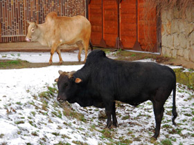 Смотреть фото Зебу Фото Зебу