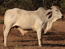 Смотреть фото Зебу Фото Зебу