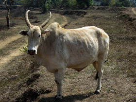 Смотреть фото Священные животные Фото Священные животные