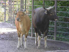 Смотреть фото Бантенг Фото Бантенг