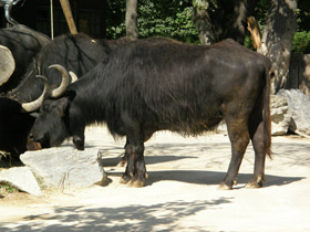 Смотреть фото Индийский буйвол Фото Индийский буйвол