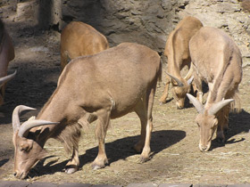 Смотреть фото Гривистый баран Фото Гривистый баран
