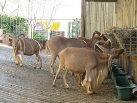 Смотреть фото Гривистый баран Фото Гривистый баран