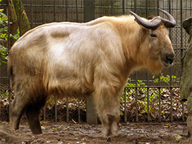 Смотреть фото Такин Фото Такин