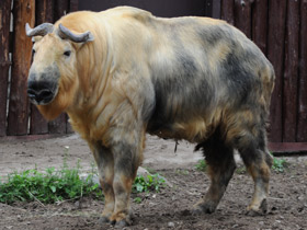 Смотреть фото Такин Фото Такин