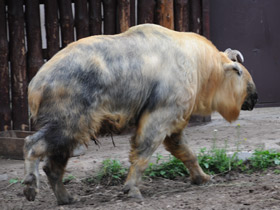 Смотреть фото Такин Фото Такин