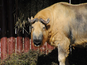 Смотреть фото Такин Фото Такин