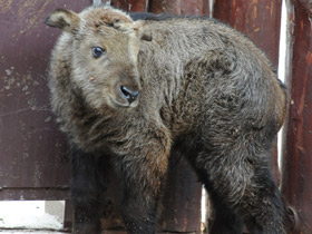 Смотреть фото Такин Фото Такин