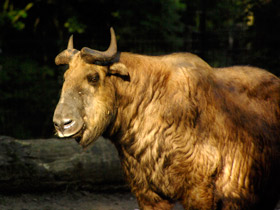 Смотреть фото Такин Фото Такин