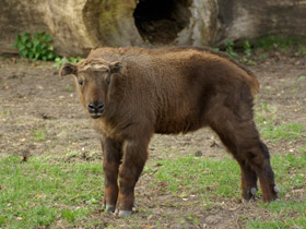 Смотреть фото Такин Фото Такин