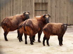 Смотреть фото Такин Фото Такин