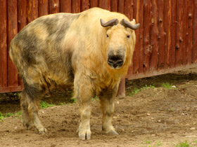 Смотреть фото Такин Фото Такин