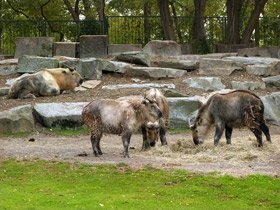 Смотреть фото Такин Фото Такин