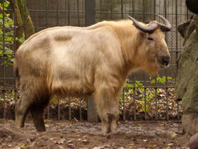 Смотреть фото Такин Фото Такин