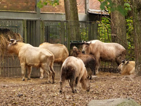 Смотреть фото Такин Фото Такин