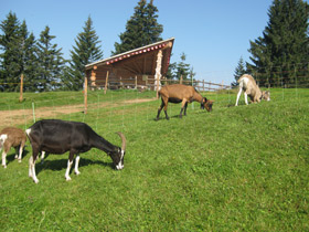 Домашняя коза