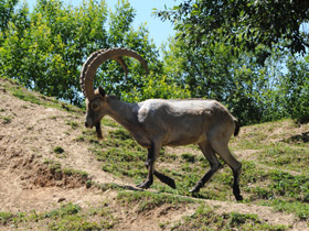 Смотреть фото Самые рогатые животные Фото Самые рогатые животные
