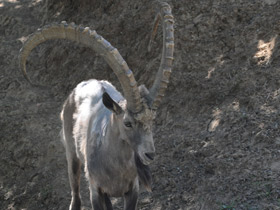Смотреть фото Сибирский горный козел Фото Сибирский горный козел
