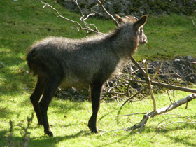 Смотреть фото Японский сероу Фото Японский сероу