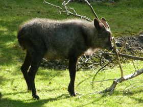 Смотреть фото Японский сероу Фото Японский сероу