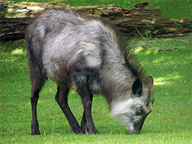 Смотреть фото Японский сероу Фото Японский сероу