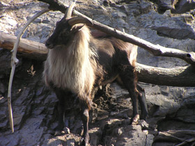 Фото Гималайский тар