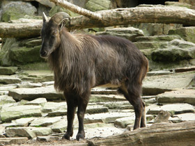 Фото Гималайский тар