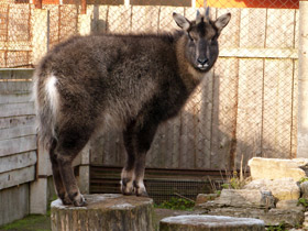 Фото Горал: между козлом и антилопой
