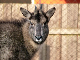 Фото Горал: между козлом и антилопой