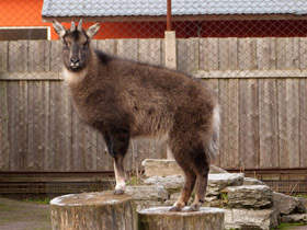 Фото Горал: между козлом и антилопой