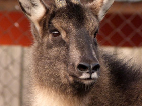 Фото Горал: между козлом и антилопой