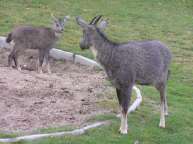 Смотреть фото Горал Фото Горал