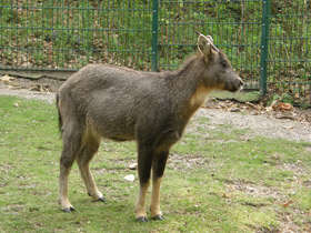 Смотреть фото Горал Фото Горал