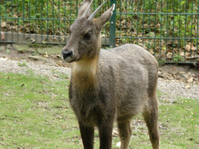 Смотреть фото Горал Фото Горал