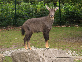 Фото Горал: между козлом и антилопой