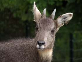 Фото Горал: между козлом и антилопой