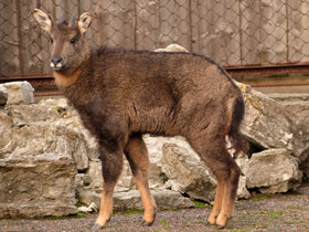 Фото Горал: между козлом и антилопой