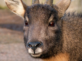 Фото Горал: между козлом и антилопой